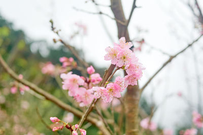 Close-up of pink cherry blossom