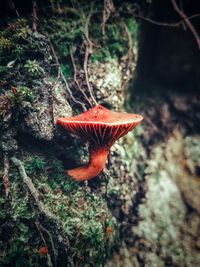 Close-up of orange mushroom growing in forest