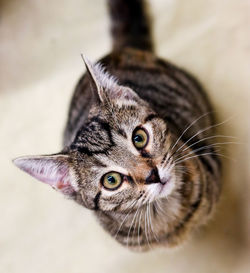 Close-up portrait of a cat