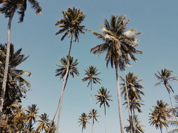 Low angle view of palm trees against clear sky