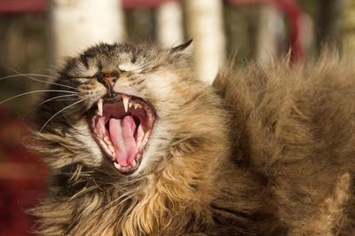 Close-up of cat yawning