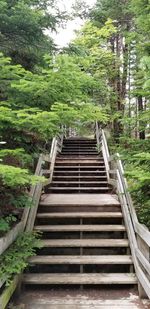 Low angle view of staircase in forest