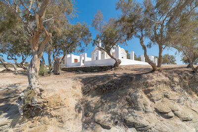 Trees growing on shore of building against sky