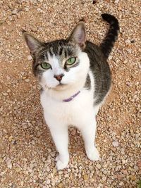 Portrait of cat on ground