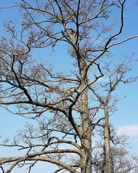 Low angle view of bare tree against sky