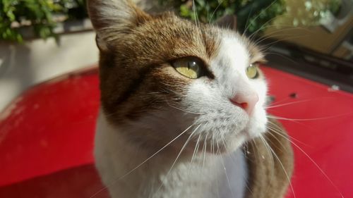 Close-up portrait of cat