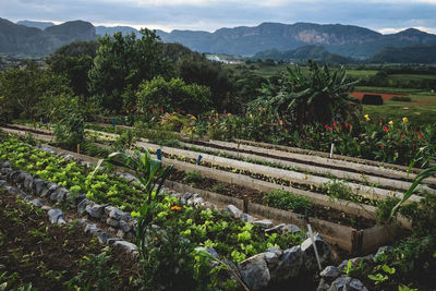 High angle view of agricultural field