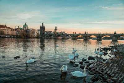 View of swans on river against cloudy sky