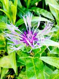 Close-up of purple flowers