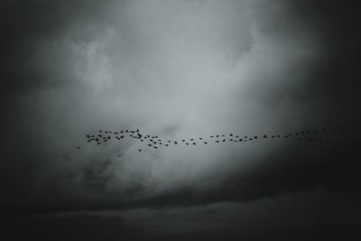 Low angle view of birds flying in sky