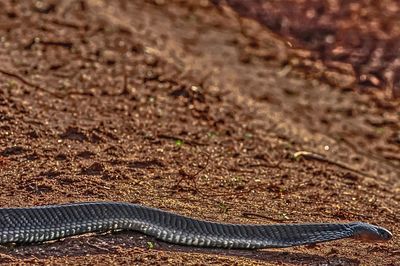 Close-up of lizard on a field