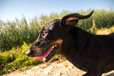 Close-up of dog looking away on field