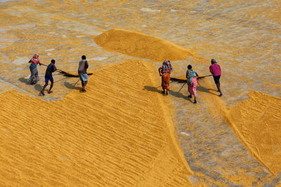 People of golden work. people are stretching and pulling golden paddy to dry at rice mill of india.
