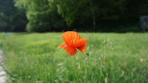 Close-up of orange poppy blooming on field