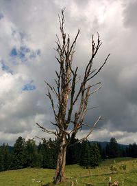 Bare trees on grassy field against cloudy sky