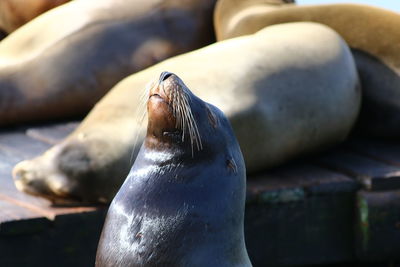 Close-up of sea lion on beach