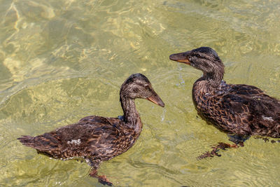 Duck in a lake