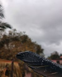 Close-up of snow on plant against sky