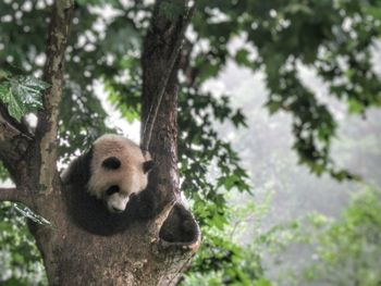 Close-up of squirrel on tree trunk