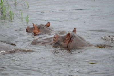 Horse swimming in river