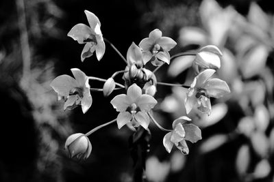 Close-up of white flowering plant