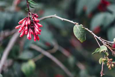 Close-up of red flower buds growing outdoors