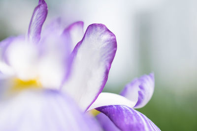 Close-up of purple flower