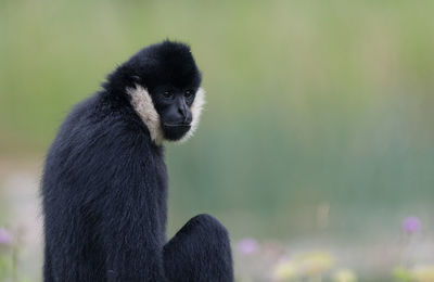 Close-up of monkey looking away on field