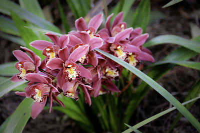 Close-up of pink flowers blooming outdoors