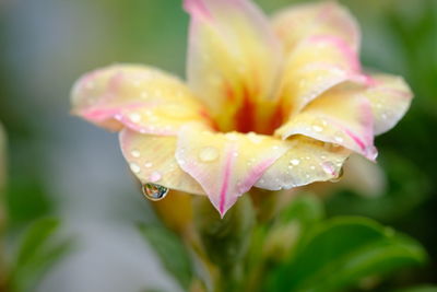 Close-up of wet purple flower