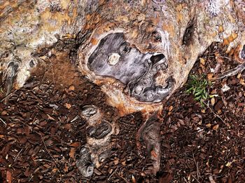 Close-up of tree trunk