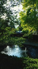 Scenic view of river amidst trees