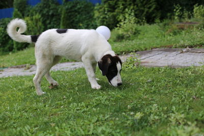 View of a white dog in garden 