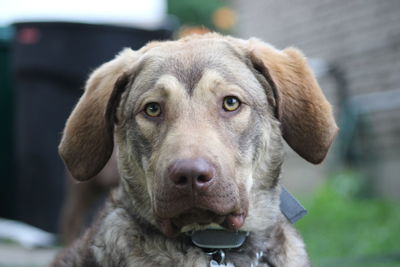 Close-up portrait of dog