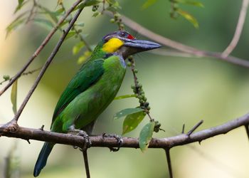 Low angle view of bird perching on branch