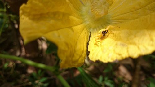 Close-up of bee on yellow flower