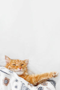 High angle view of ginger cat sitting on white background