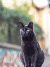 Portrait of black cat sitting outdoors