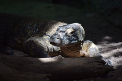 Close-up of turtle on rock