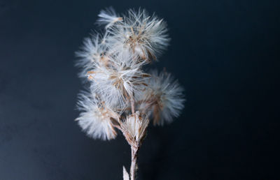 Close-up of wilted dandelion against black background