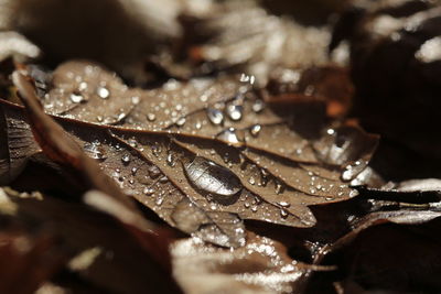 Close-up of water drops on leaf