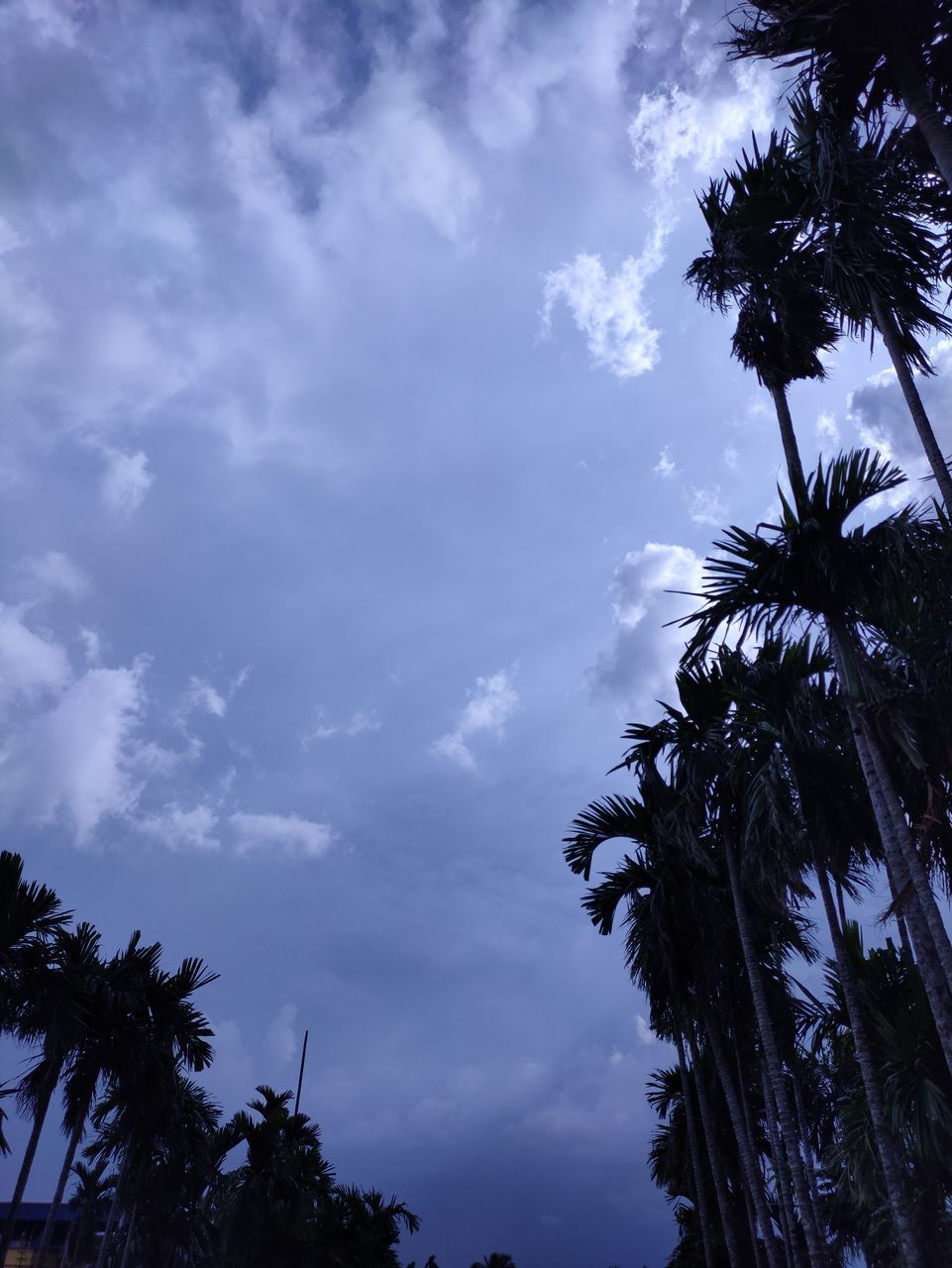 LOW ANGLE VIEW OF SILHOUETTE TREES AGAINST SKY