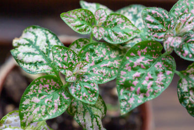 Beautiful pattern leaves of hypoestes phyllostachya, the polka dot plant with pink and green color
