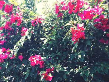 Close-up of red flowers blooming outdoors