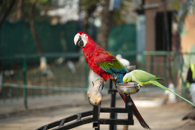 Portrait of colorful scarlet macaw parrot with green parrot in zoo eating nuts