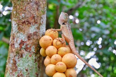 Close-up of fruits on tree