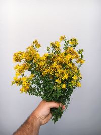 Cropped image of hands holding flowers against white background