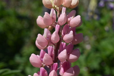 Close-up of pink flowering plant