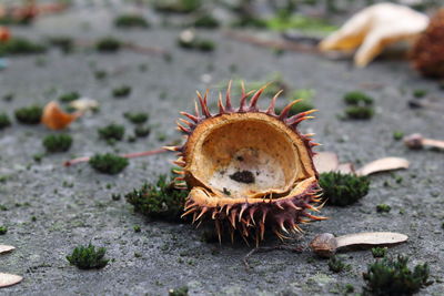 Close-up of crab