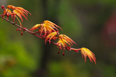 Close-up of red flowering plant